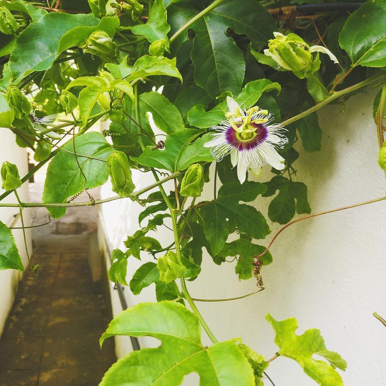 Jungle Guest House كالي المظهر الخارجي الصورة
